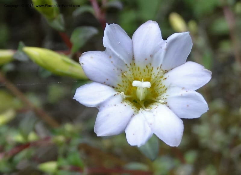 Gentiana, Boufford, D 43705--China. Sichuan. LongDongZhen on Rd. to LeiYuan Shan. 13 May 2014. DSC05860 (66).JPG