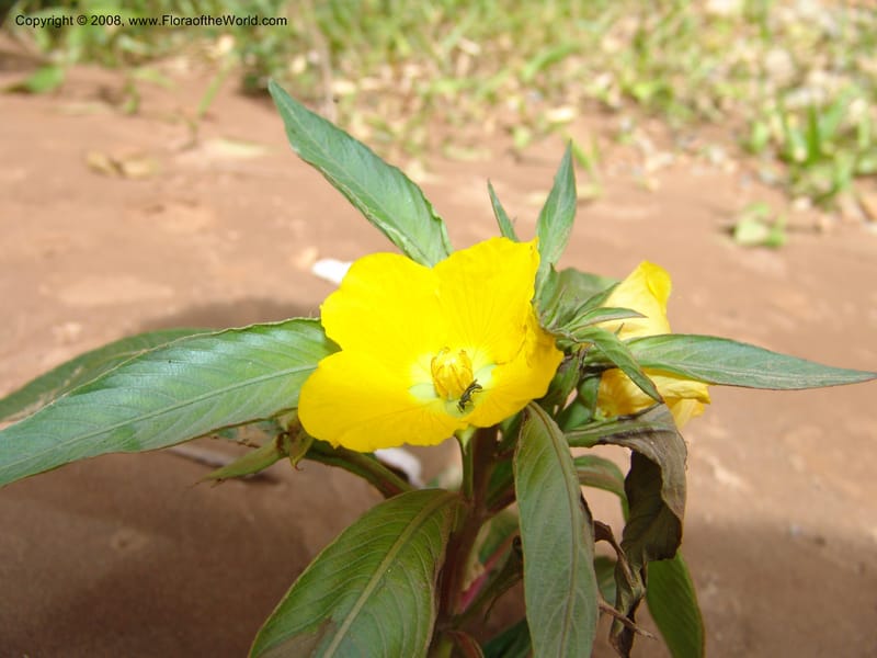 Ludwigia elegans, AAraujoM1540--Bolivia. P. Nac. Madidi. Chalalan. Margin Rio Tuichi. 25 Nov 04. 019.jpg
