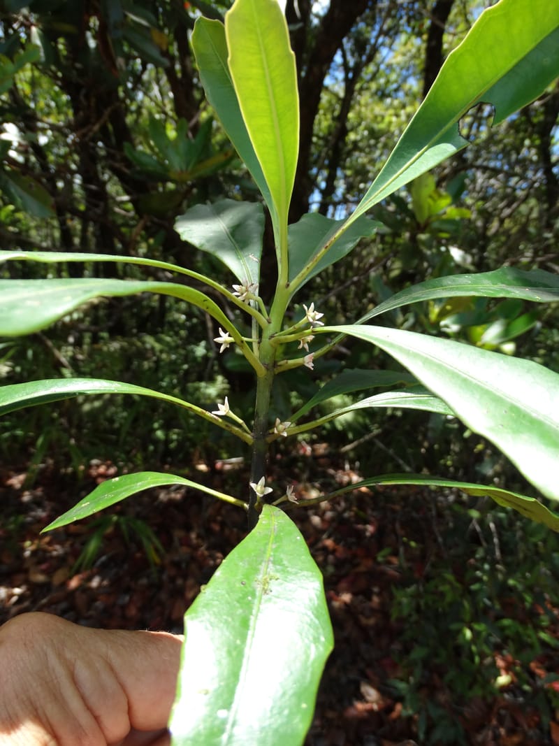 Phelline, Callmander, M 1238--New Caledonia. Mont Dzumac. 12 Nov 2015. DSC01563 (182).JPG