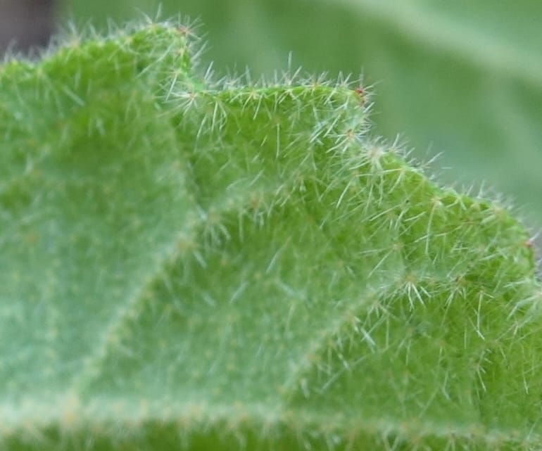 Tremandra stelligera, Davidson, C 13511--Australia. W.A. Valley of the Giants Rd. 29 Oct 2016. DSC06689 (92).JPG