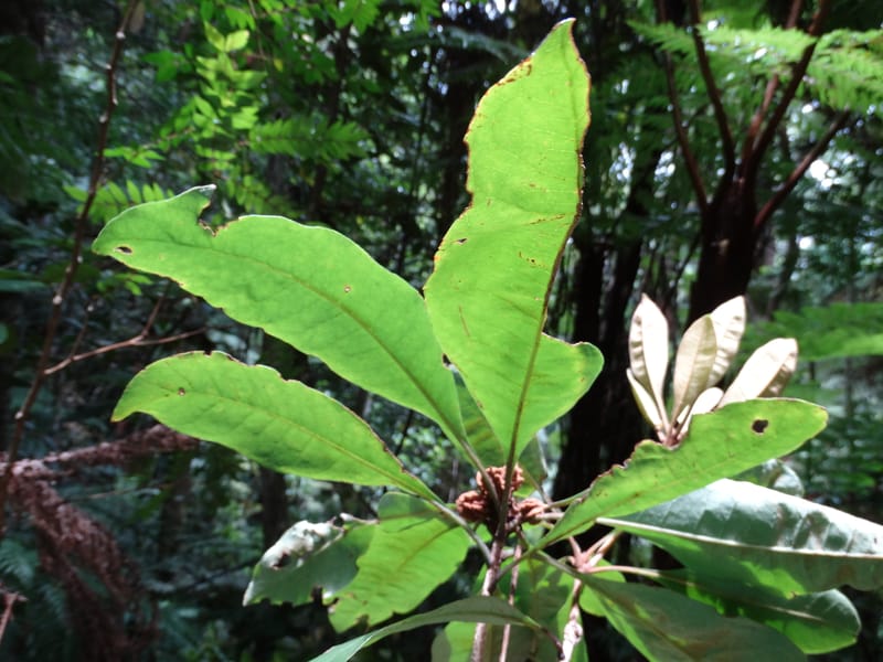 Pittosporum, Bruy, D 117--New Caledonia. Haute Robinson. 11 Nov. 2015. DSC00909 (171).JPG