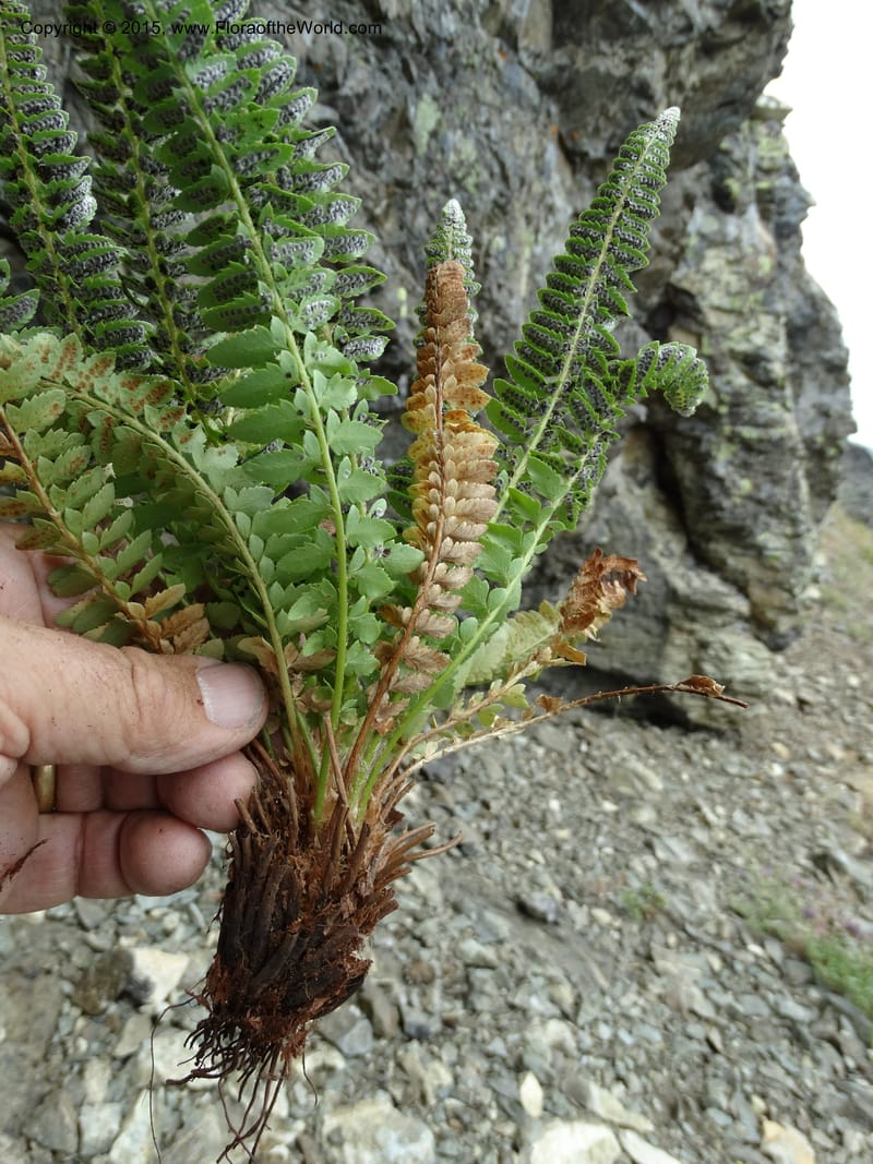 Polystichum scopulinum, Davidson, C 12631--ID. Idaho Co. Seven Devils Campground. 11 Aug 2014. DSC00412 (53).JPG