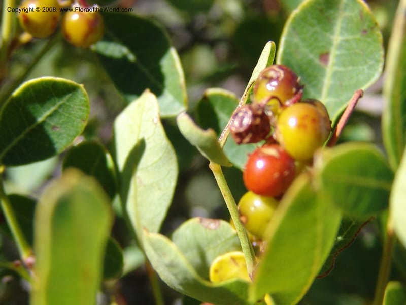 Rhus--So.Africa. E. Cape. Joubert's Pass, SE of Lady Gray. 9 Mch 05. 059.jpg