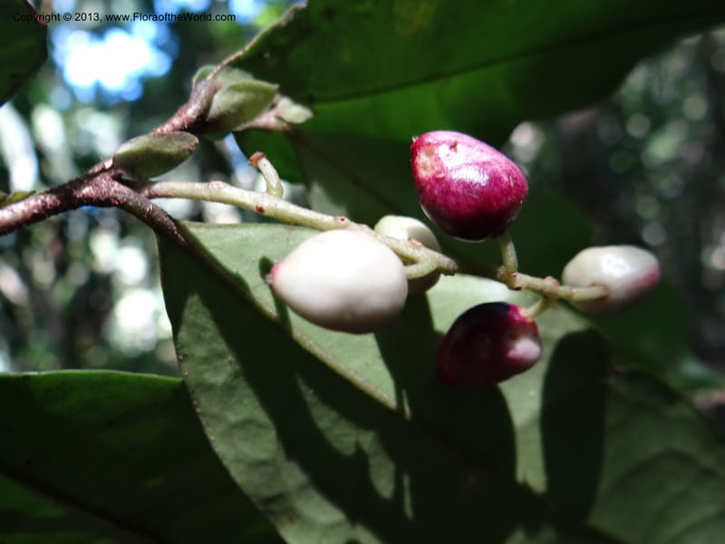 Antidesma, VC 5594--Thailand. Ranong Prov. Klong Naka Wildlife Sanctuary. 14 Nov 2012. DSC09055 (99).JPG