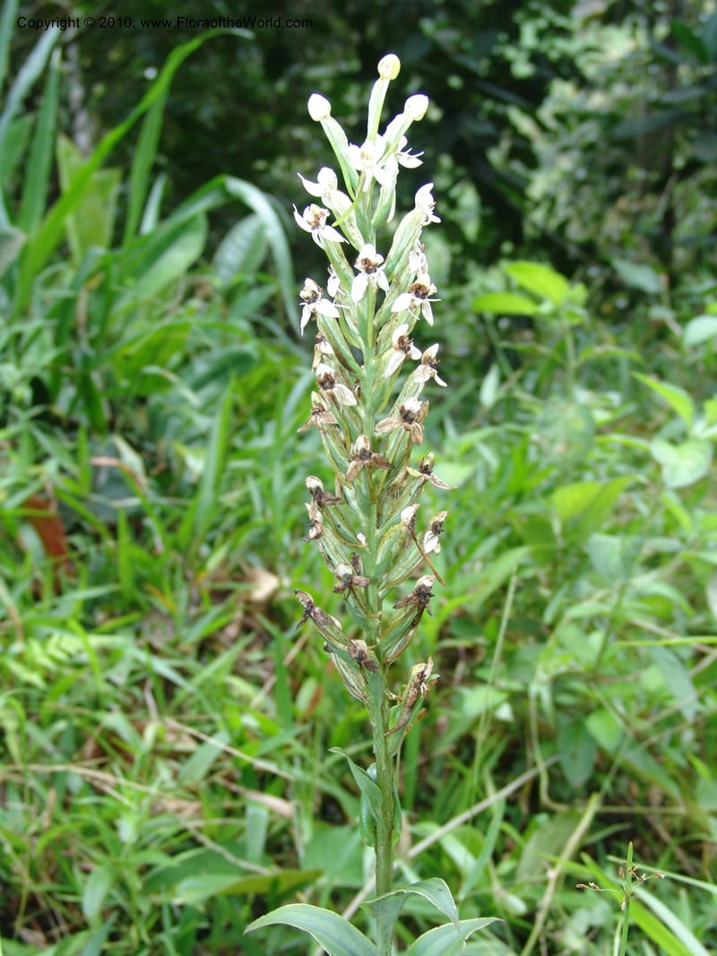 Habenaria, Croat 96282--Ecuador. Prov. Pichincha. La Union-Chiriboga-Quito. 22 Mar 06. 180.jpg