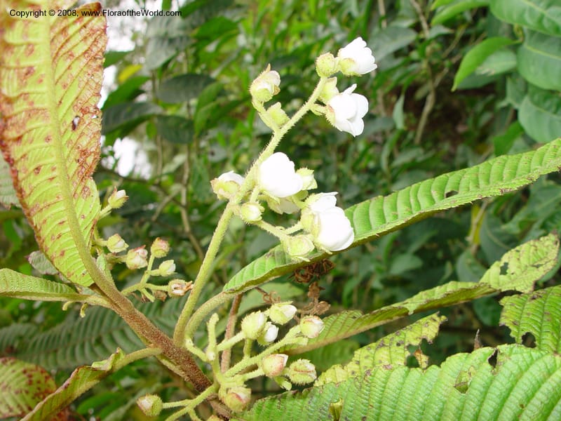 Saurauia--Costa Rica. At la Paz Waterfall. 1 Mch 02..jpg