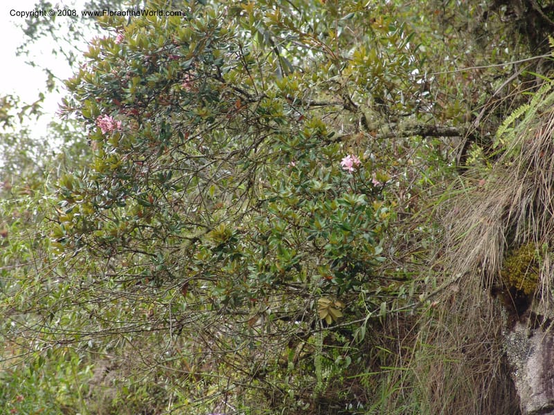 Bejaria aestuans--Peru. Macchu Pichu. 23 Oct 07. 254.jpg