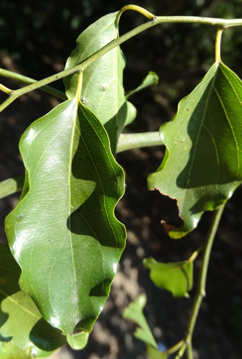 Ventilago, Bruy, D 114--New Caledonia. Tina. 10 Nov 2015. DSC00610 (154).JPG