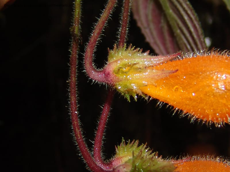 Columnea strigosa, Croat94580--Ecuador. Prov. Pichincha. Reserva Bellavista. 14 Feb 05. 154.jpg