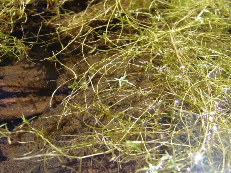 Callitriche heterophylla Pursh, CDavidson11094--ID. Idaho Co. Dredge ponds W of Warren. 8 Jul 07. 018.jpg