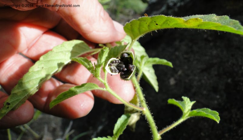 Piriqueta, Stevens,  W. D 31169, Garay Cue, 19 Mar 2011 2369 (16).JPG