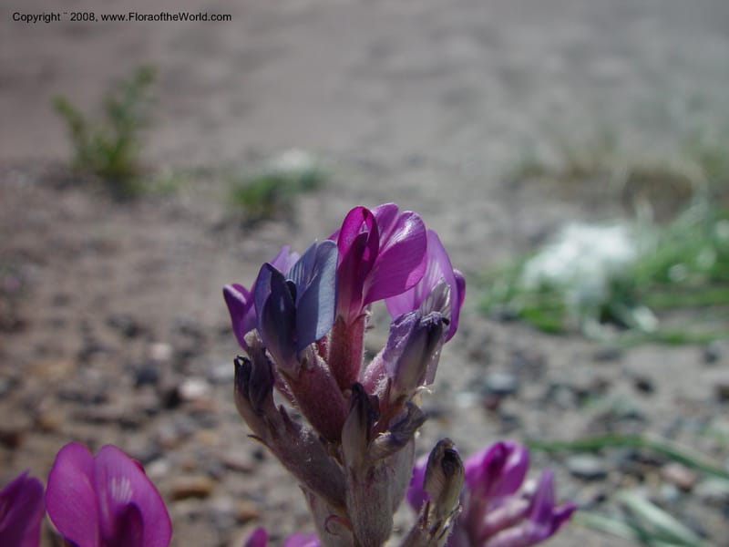 Astragalus purshii--ID. Owyhee Co. Bruneau Dunes St. Park. 20 Apr 03. 017.jpg