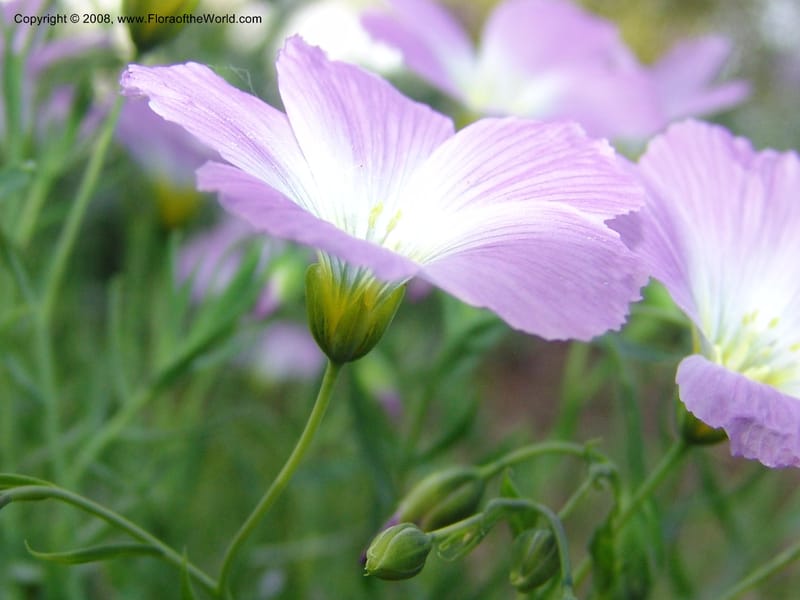 Linum perenne ssp alpinum--France. Nancy. Jard. Bot. Montet. 1 May 05. 285.jpg