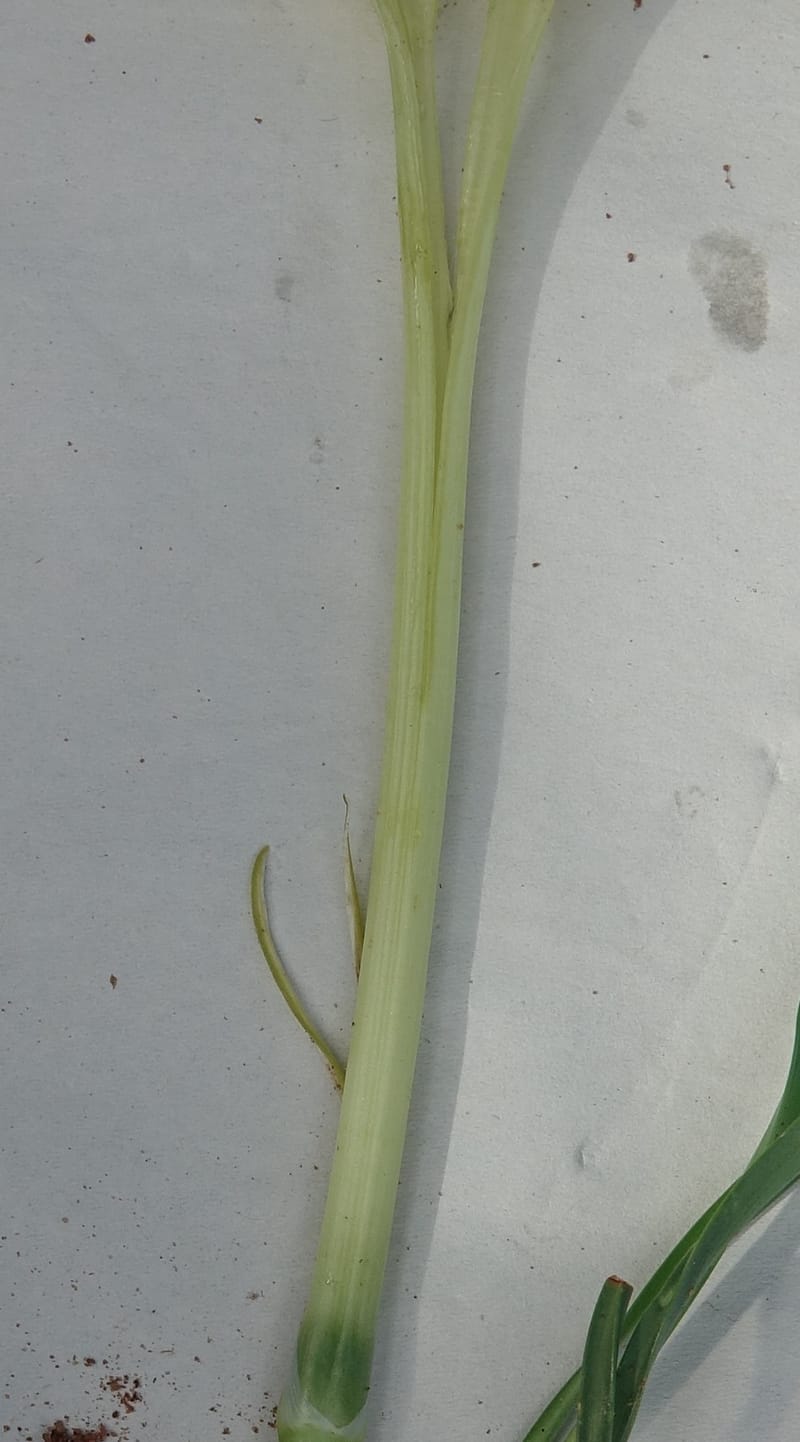 Pancratium tenuifolium, L. Nanyeni 1257--Namibia. Hwy D1471, S of Eningu Farm. 28 Mar 2018. DSC03969 (18).JPG