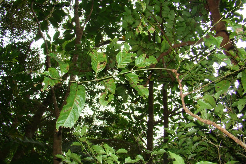 Cupaniopsis, M. Callmander 763--New Caledonia. Mont Koghis. 18 Jan 2010. 002 (87).jpg