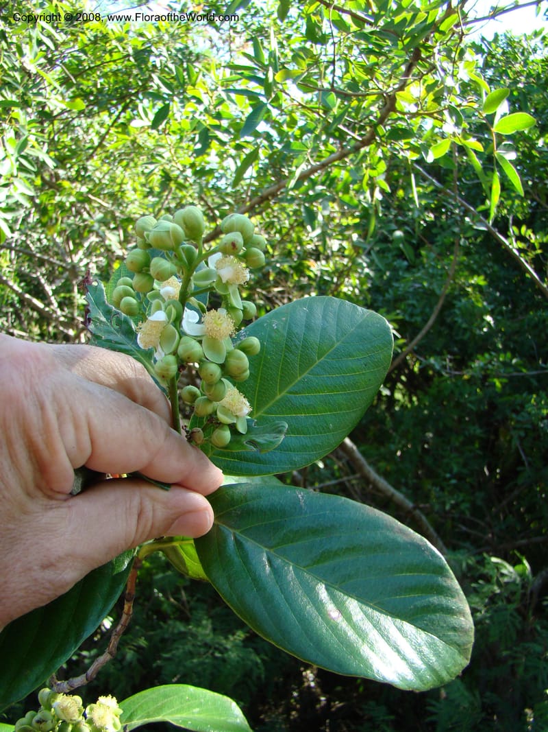 Tetracera billardieri--N.Caled. Parc Zool. & Forest., Noumea. 10 Nov 07. 024.jpg