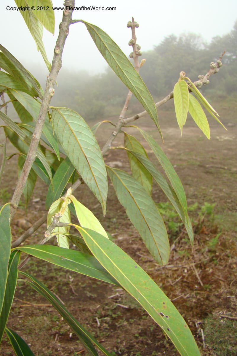 Lithocarpus, Regalado 1648--Viet Nam. Lao Cai Prov. Sa Pa Distr. Hoang Lien Son. 6 Apr 09. 298.jpg
