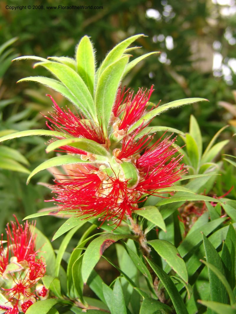 Callistemon comboynensis, s.n.--CA. San Francisco Arboretum. 9 Aug 07. 397.jpg