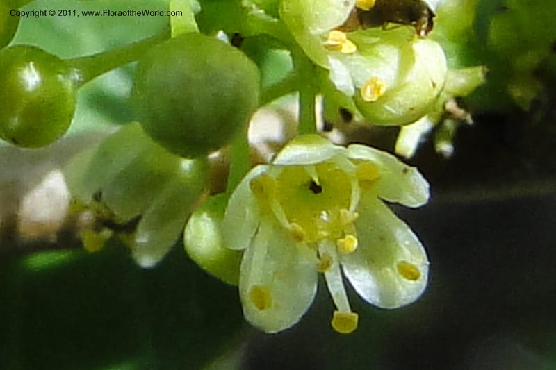 Schinus longifolia, W. D. Stevens 31284--Paraguay. Edo. Concepcion. Garay Cue. 21 Mar 2011. 174 (27).jpg