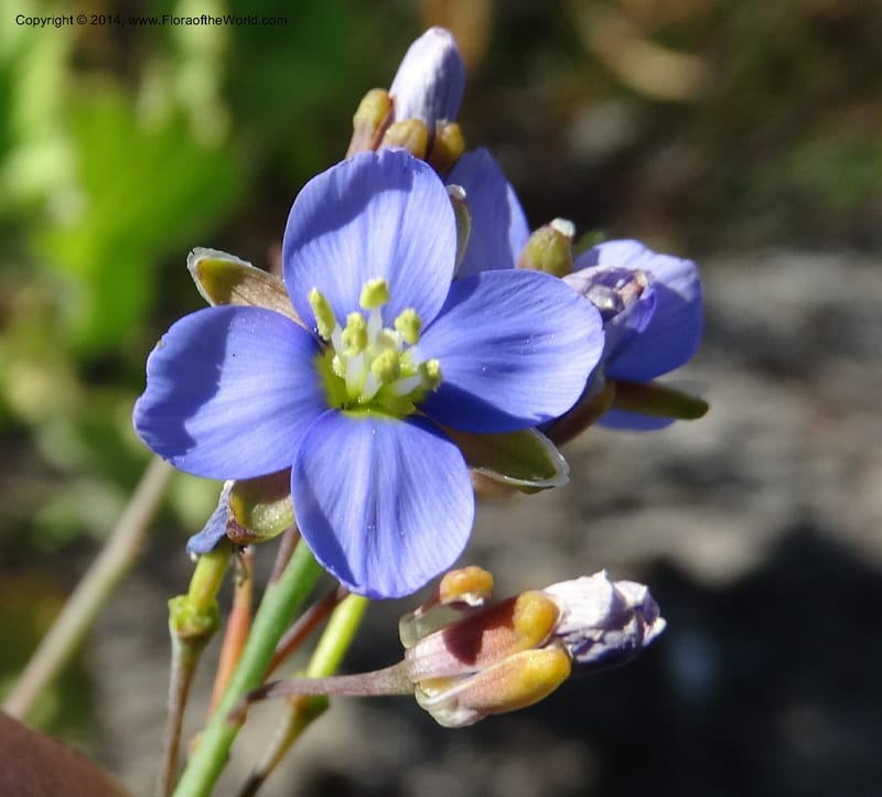 Heliophila, Davidson, C 12320--South Africa. Western Cape. E. side, Fernkloof. 24 Jan 2014. DSC01799 (166).JPG
