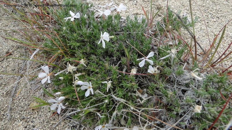 Phlox hoodii, C. Davidson 11744--Idaho.Owyhee Co. Mud Flat Rd. 22 April 2010 107 (106).jpg