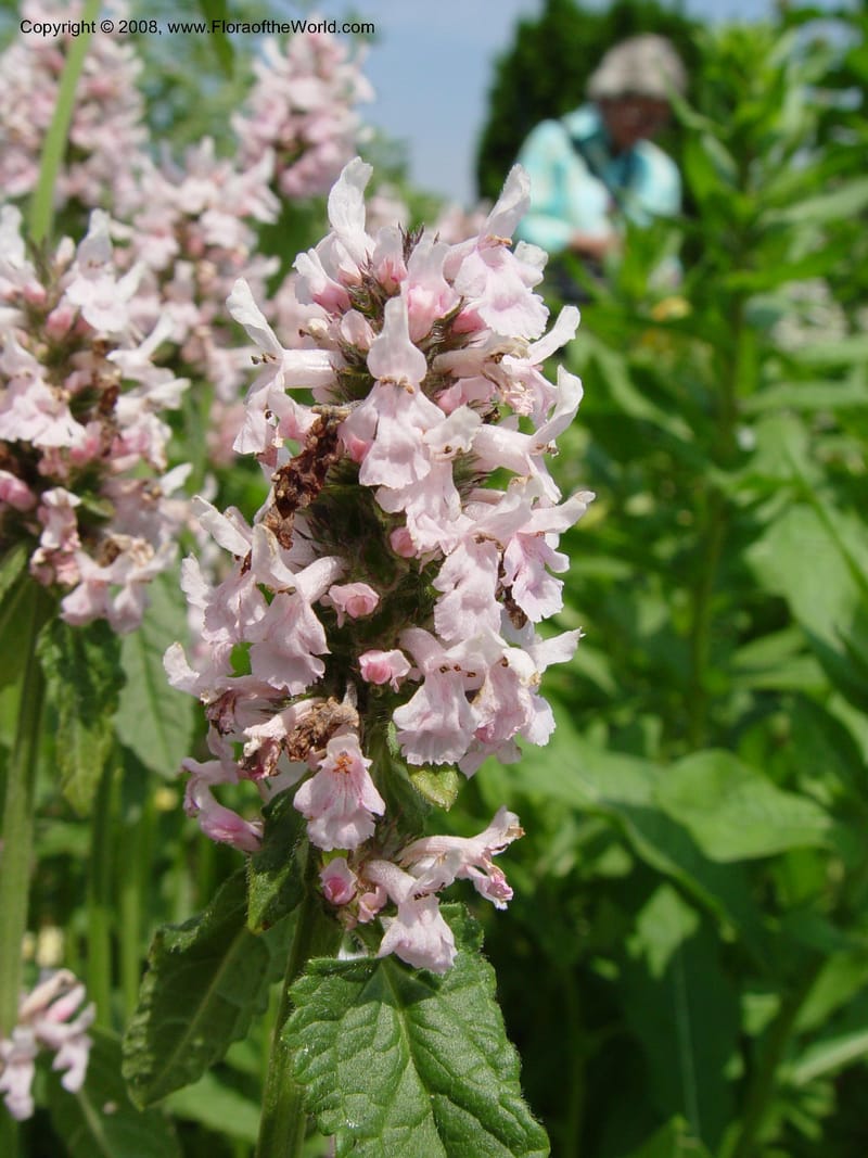 Stachys officinalis--PA. Longwood Gardens. 25 June 03. 045.jpg