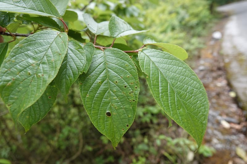 Celastrus stylosus, D. Boufford 44095--China. Yunnan. Ci Wu Duan Rd. Stop 2. 29 Apr 2018. DSC00344 (204).JPG