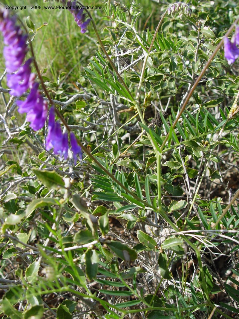 Vicia cracca--Spain. Prov. Barcelona. Parc del Garraf. 20 Apr 04.  155.jpg