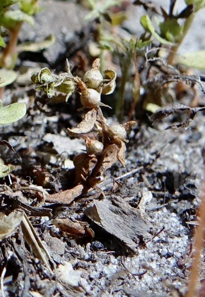 Lysimachia minima, Davidson, C 13325--Australia. Qld. Jacob's Well. 16 Oct 2016. DSC02498 (3).JPG