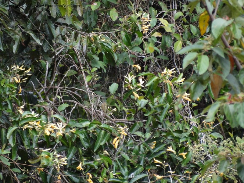Xanthophyllum fragrans, B. Gray 9072--Australia. Queensland. Rex Range. Top Lookout, Malloy to Mossman Road. 23 Sep 2011. (64).JPG