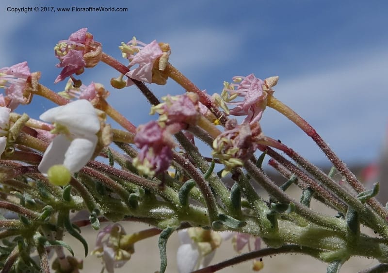 Camissonia boothii subsp. condensata, Davidson, C 13157--California. Inyo Co. Hwy 190 W of Panamint Spgd. Stop 1. 21 Apr 2016. DSC02055 (42).JPG