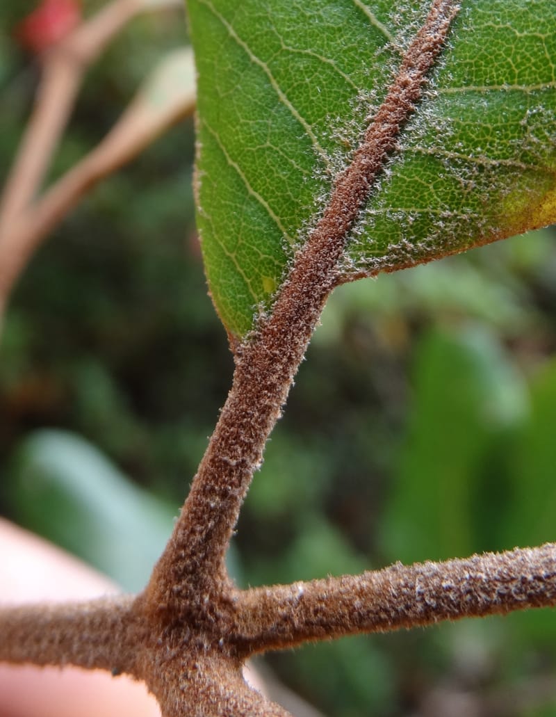 Storthocalyx sordidus, Callmander, M 1230--New Caledonia. Haute Robinson. 11 Nov. 2015. DSC00909 (70).JPG