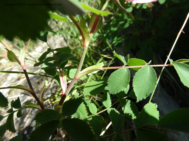 Rosa nutkana, Davidson, C 12515--Idaho. Valley Co. Payette Lake, Sylvan Beach. 18 Jun 2014. DSC09162 (8).JPG