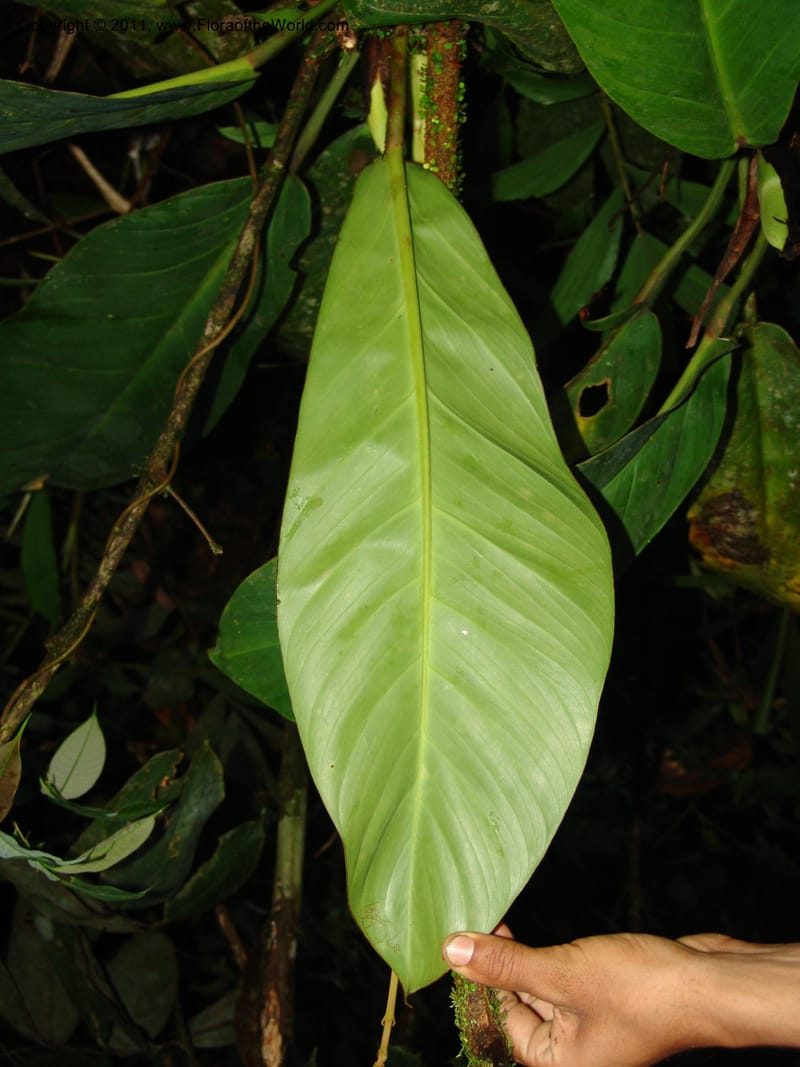 Philodendron, RVasquez31562--Peru. Prov. Oxa. Estac. Paujil. Send. El Mirador. 16 Oct 06. 520.jpg