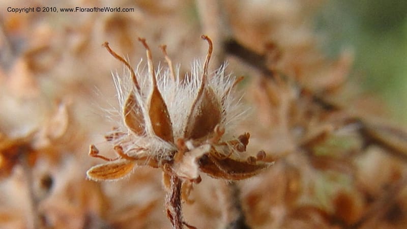 Holodiscus discolor, C. Davidson 11817--OR. Hood River Co. Old Dalles Rd., 2 mi E of E. Side Dr. 10 Sep 10. 001 (144).jpg