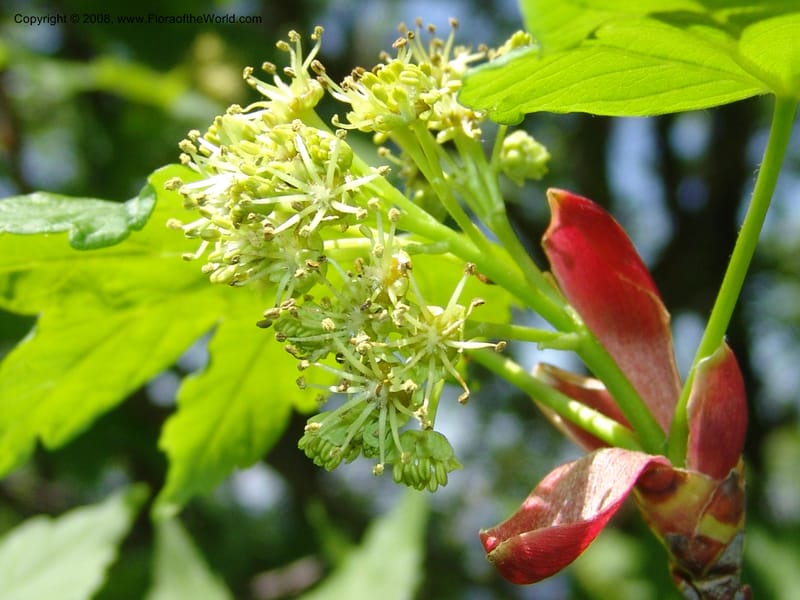Acer trautvetterii--Georgia. 2 km S of Bakuriani, rd to Khrats'koros. 6 Jun 05. 384.jpg