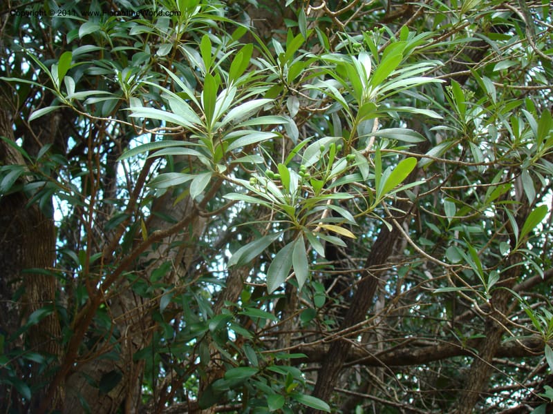 Rauvolfia semperflorens Munzinger, J 4677--New Caledonia, Province du Sud, Dumbea barrage,  11 Nov 2007 331 (2).jpg