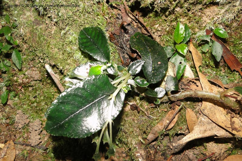 Argostemma, Regalado 1896--Viet Nam. Hon Ba Nature Res. 12 May 2011. 213 (11).jpg
