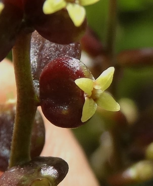 Polyscias joskei, Plunkett, C 3177--Fiji. Delaikoro Mtn. 3 Nov 2015. DSC08393 (59).JPG