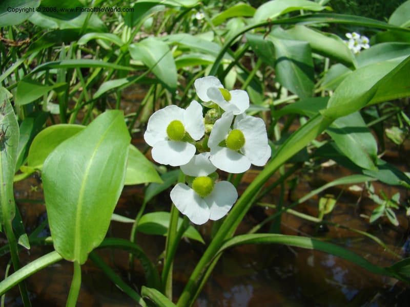 Sagittaria, CDavidson11150--TX. Lee Co. Clear Cr., near Leo. 25 Apr 08. 003.jpg