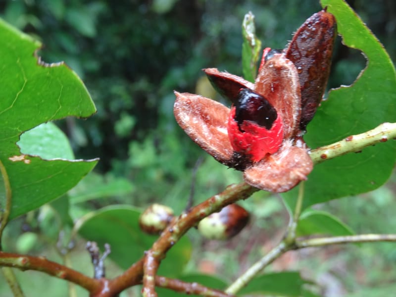 Lepidocupaniopsis concolor, Munzinger, J 7390--Fiji. Across the road from Waisali RF. 8 Nov 2015. DSC00330 (277).JPG