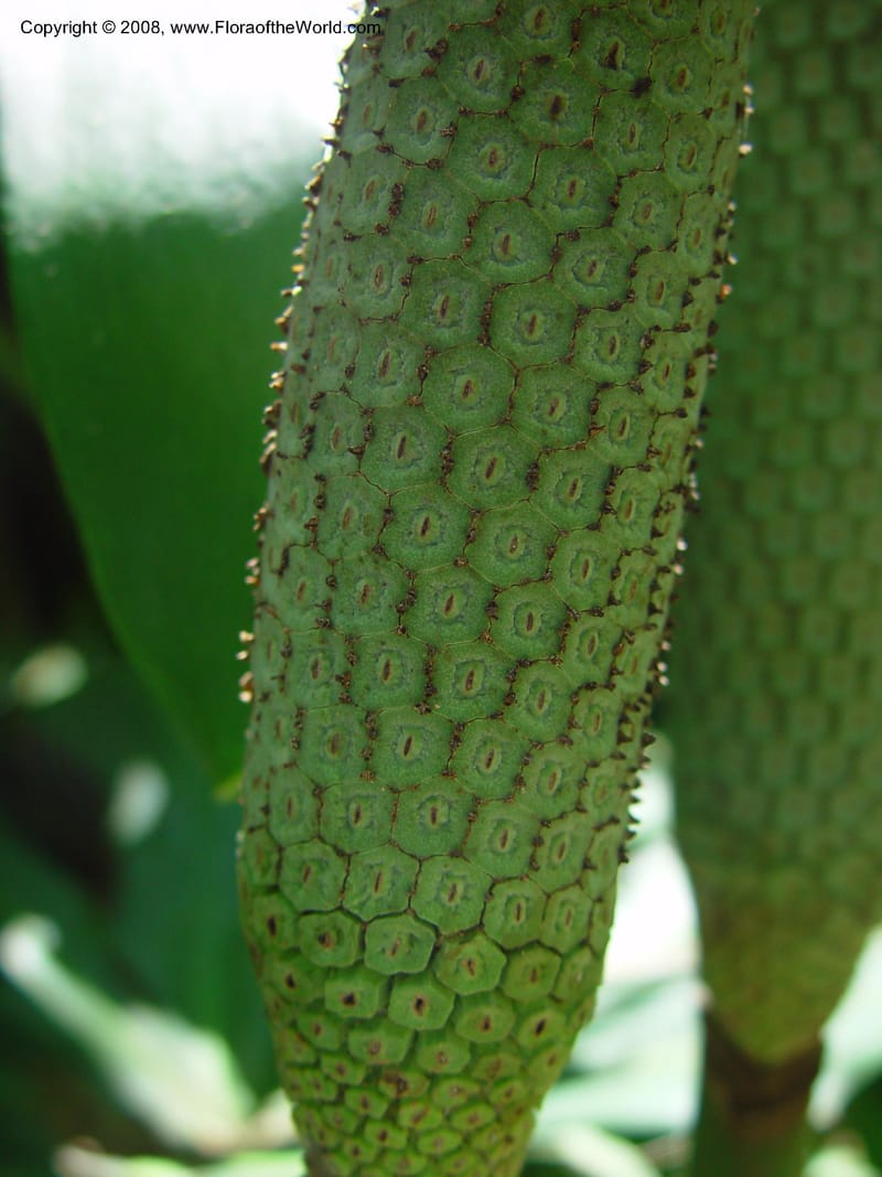 Monstera deliciosa--Costa Rica. INBio Parque, San Jose. 29 Mch 03. 014.jpg