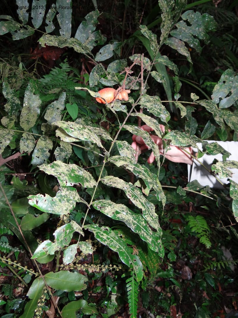 Lepisanthes, Buerki 327--Malaysia, Sabah. Mt. Kinabalu. 5 Apr 2012. DSC06767 (153).JPG