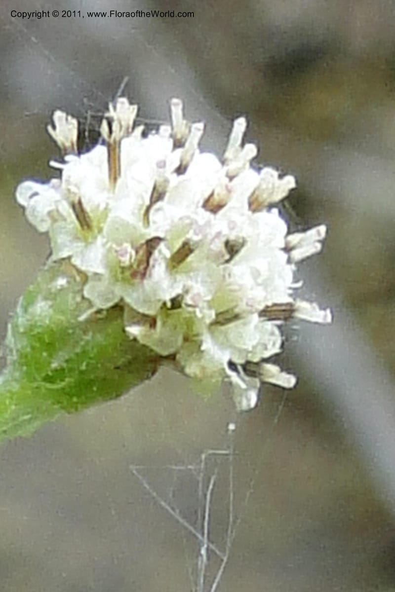 Antennaria racemosa, Davidson, C 11890--Idaho. Adams Co. Fish Lake Rd. 10 July 2011. 179 (3).jpg