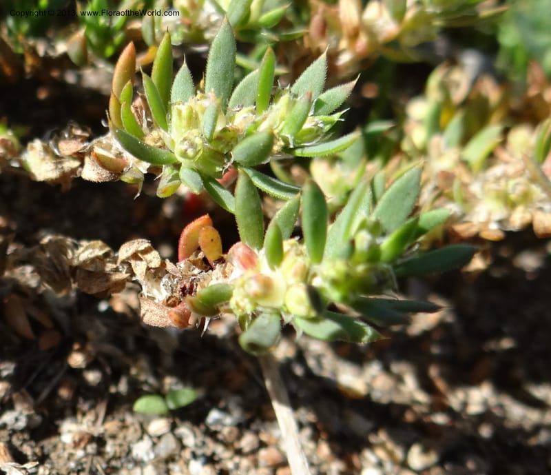 Paronychia communis, WDS 34148--Chile. Playa Colcura. 19 Feb 2013. DSC02120 (44).JPG