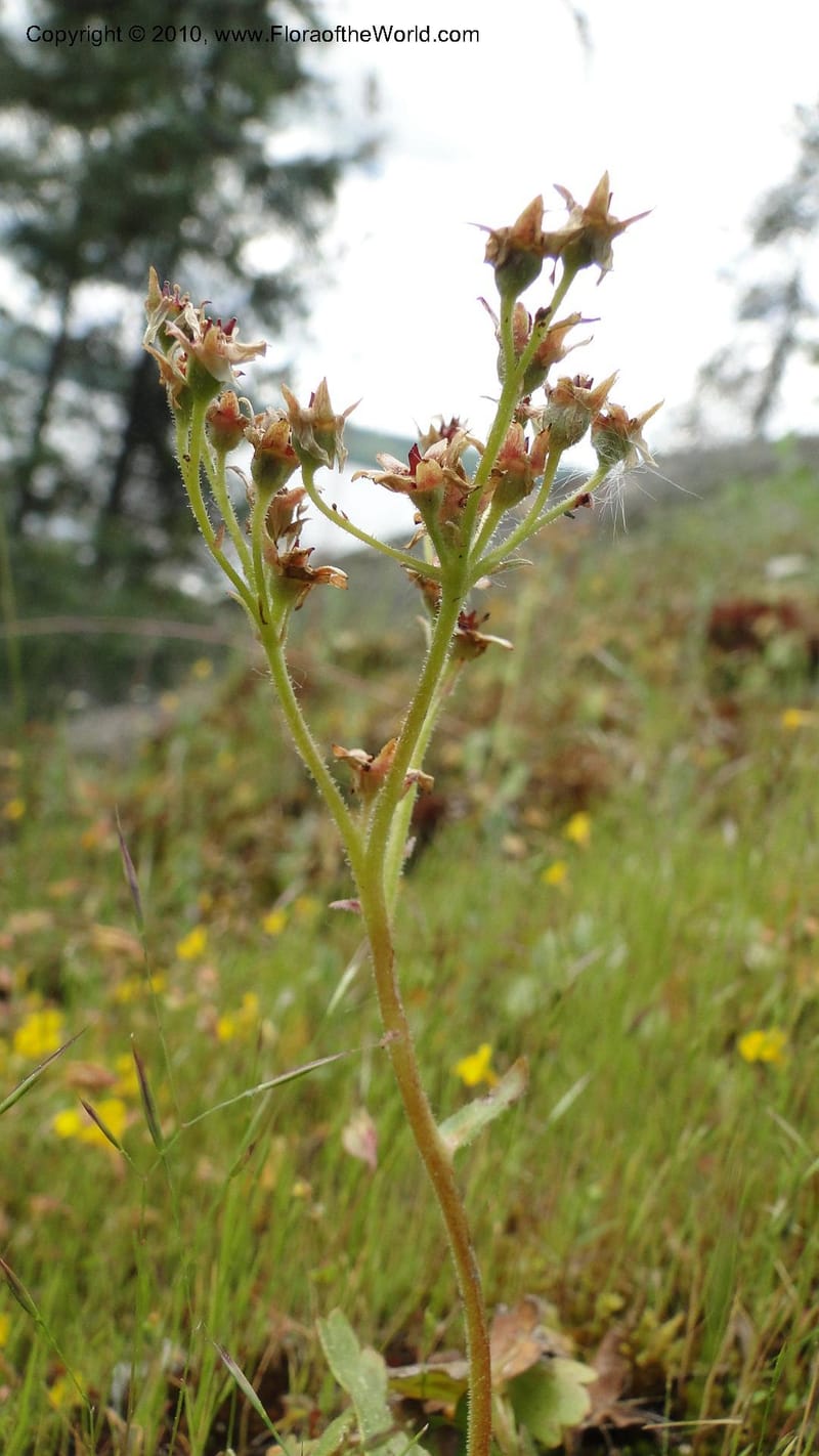 Suksdorfia ranunculifolia, B. Ertter 19978--Idaho. Valley County. 1 July 2010. 085 (14).jpg