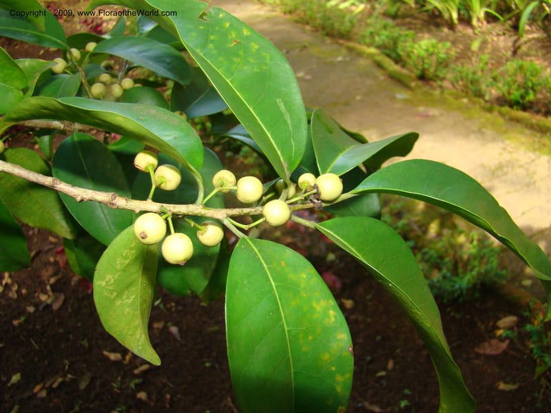 Ilex, WDStevens27281--Nicaragua. Matagalpa. Hotel Selva Negra. 16 Jun 08. 045.jpg