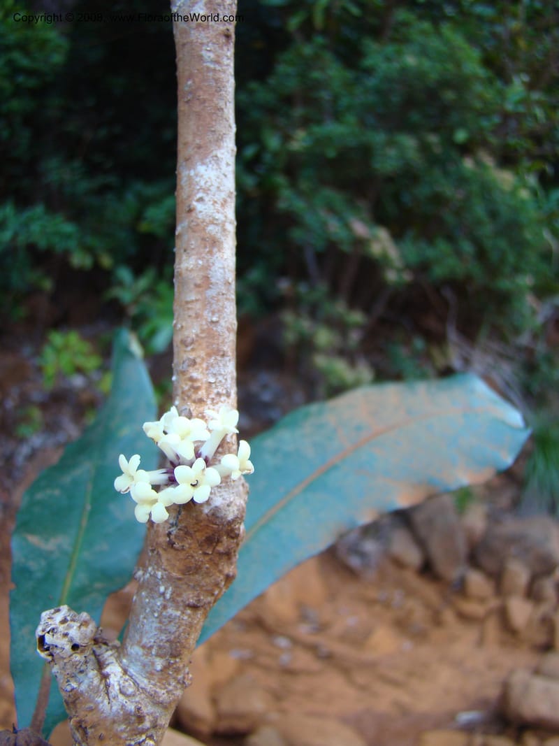 Pittosporum, CGemmill627--New Caledonia. Kwe Bwinyi Riv., old bridge. 18 Nov 07. 046.jpg