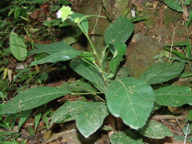Pavonia fruticosa, AAraujoM1102--Bolivia. Pq. Nac. Madidi. Chalalan. Send. Jaguar. 25 Nov 04. 043.jpg
