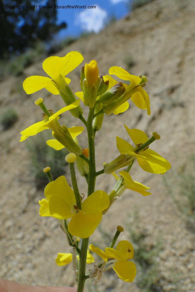 Erysimum capitatum, C. Davidson 11851--Oregon. Malheur Co. Leslie Gulch. 30 June 2011. 161 (4).jpg